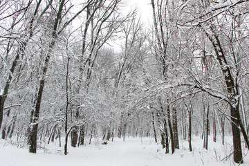 beautiful winter forest