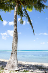 Palm tree on a tropical beach.