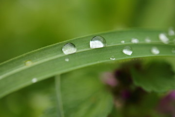 water drops on grass