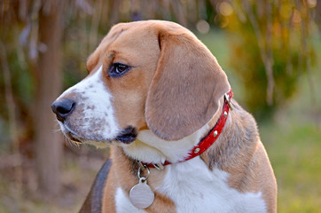 Pies Beagle