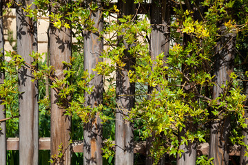 Naklejka premium wooden fence with green tree branches