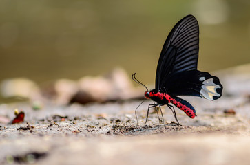 Beautiful The Burmese Batwing butterfly eat mineral in nature