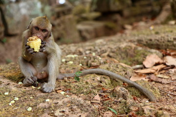 Monkey at Angkor site, Cambodia