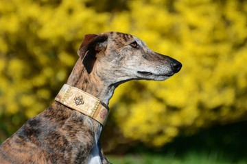 Galgo vor gelben Hintergrund