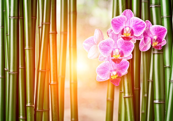 green bamboo background