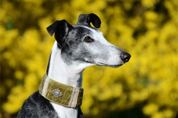 Galgo Espanol vor gelben Hintergrund