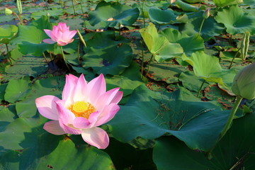 Water lilly background
