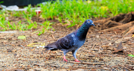 Wood pigeon perching on a garden fence with a green background