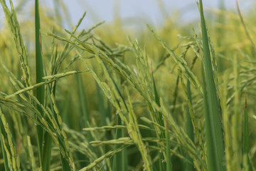 Rice spike in rice field in Thailand, Panicle rice