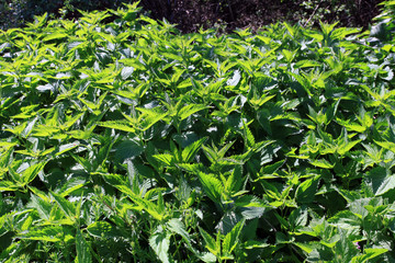 Cut stalks of nettles.