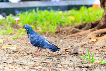 Wood pigeon perching on a garden fence with a green background