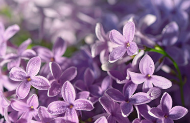 Floral natural background from lilac flowers