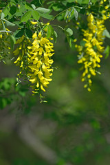 Laburnum anagyroides yellow flowers