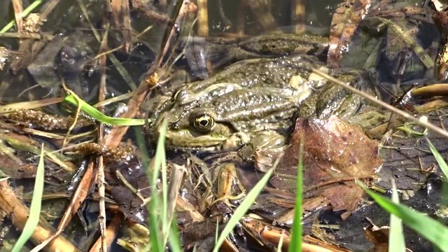 Frog in a pond