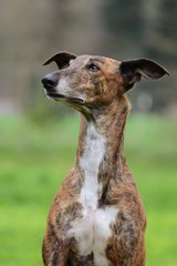 Galgo Portrait