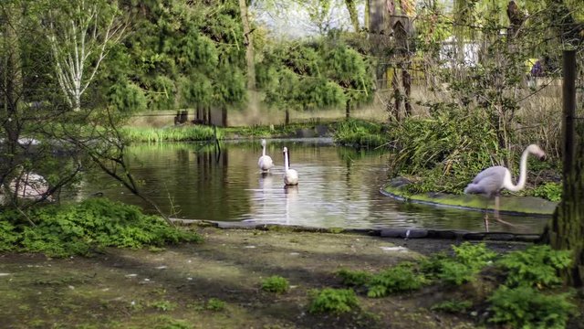 Timelapse view of a group of pink flamingos swimming and drinking on a pond