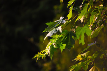Large fresh green maple leaves with sun shinning through