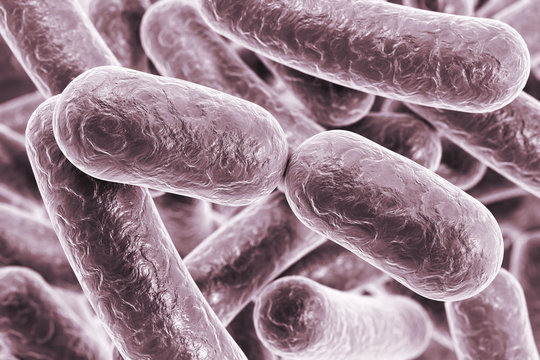 Bacterial infection. Rod-shaped bacteria, 3D illustration