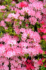 Obraz na płótnie Canvas ピンク色のツツジの花