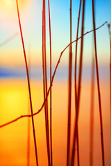 silhouette of reeds at sunset