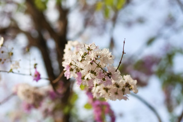 Tabak flowers