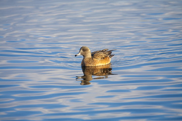 American wigeon hen  crosses a blue lake