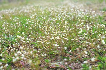 White wild flowers in spring