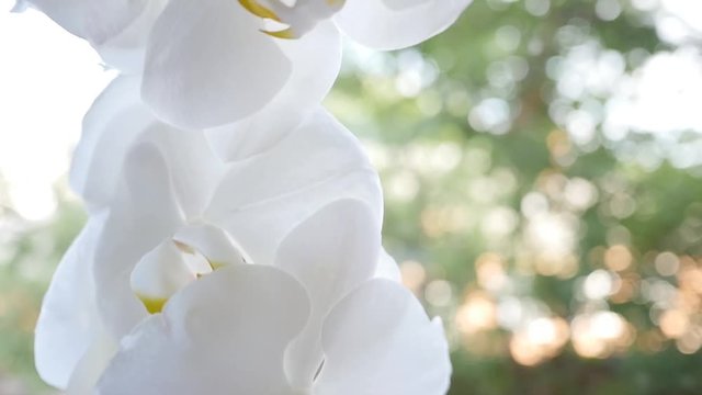 Closeup view of amazing charming beautiful Phalaenopsis orchid flowers in home garden