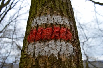 White and red trail marking on a tree