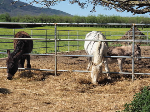 cavallo, asino e mulo