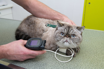Fototapeta premium vétérinaire, hypertension artérielle chez le chat et le chien est une maladie cardiovasculaire mesurer avec le tensiomètre.
