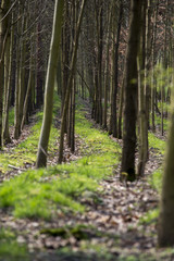 view inside of the forest on the trees