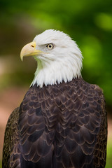 Bald Eagle Close Up Looking Left Portrait