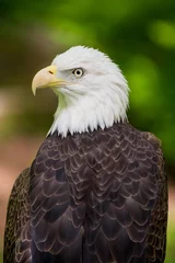 Foto op Plexiglas Bald Eagle Close Up Looking Left Portrait © kellyvandellen