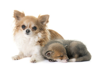 Obraz premium red fox cub and chihuahua