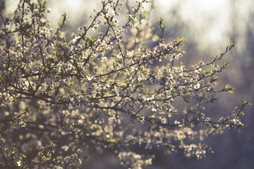Blossoming of cherry flowers in spring time with green leaves