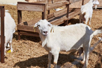 Goats on farm at sunny summer day
