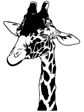 Giraffe Head - Black and White Drawing Illustration, Vector