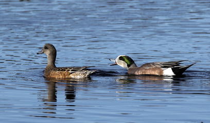 Male and Female American Wigeon Ducks (Anas americanus) swimming in a clear blue lake.