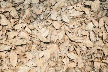 Heap of dry leaves and waste.