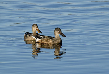 Male and Female Northern Shoveler ducks(Anas clypeata) swimming in a clear blue lake.