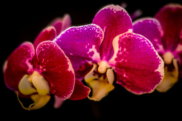 Mysterious violet  orchids on a black background
