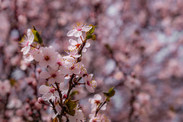 Japaneese cherry blossom branches with bokeh