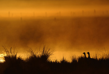 Gänse im Moor bei Sonnenaufgang