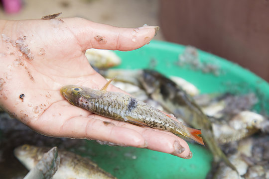 Carp fish on woman hand holding and green tray.