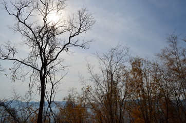 Leafless Tree And Sunshine
