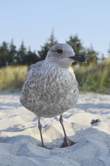 Möwe frontal am Strand