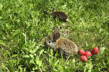 little rabbits on a pasture and red eggs