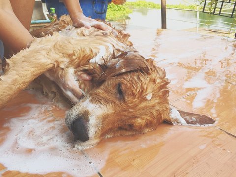 Dog Bath Time At Home