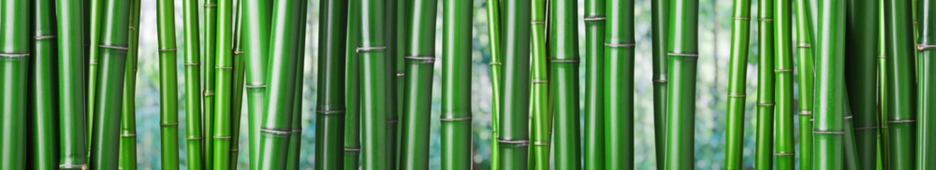 green bamboo background © tiero